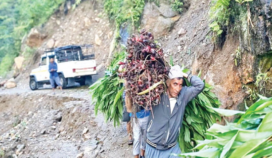 High prices draw Ilam youth to cardamom
