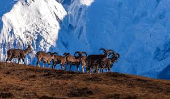 Wild animal attacks result loss of 239 livestock in Mustang