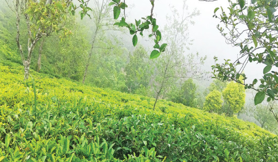 From exodus to enterprise: Singha Devi’s tea revival