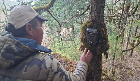 Camera trapping to identify condition of endangered red panda in Dhaulagiri