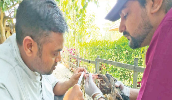 Plastic pollution endangers wildlife