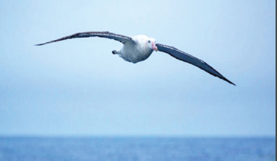 Seabird habitats shrink as ocean heats up