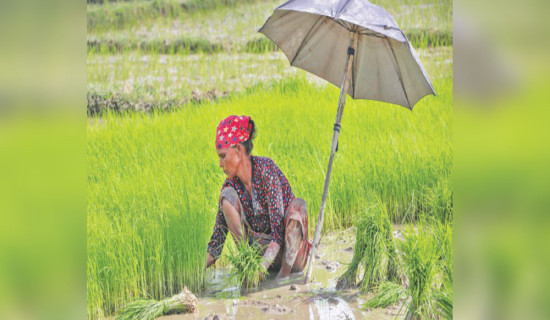 Agro budget rises, production falls