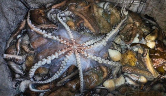 'He's tiny! It's blue!': Scientists find new deep-sea octopus
