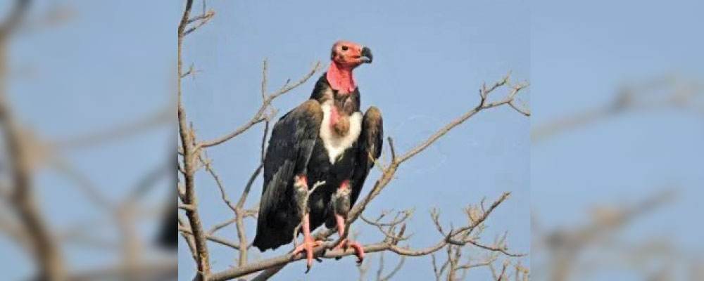 Endangered red-headed vultures sighted in Bardiya