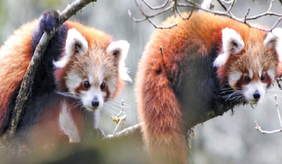 Red panda health study begins in Myagdi