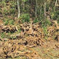 Agriculture sector growth  to almost halve this fiscal