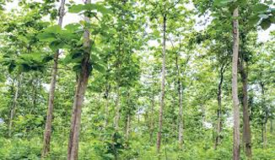 Nepal ranks second in South Asia for forest cover