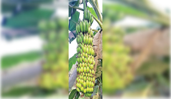Drought pushes banana farmers into crisis