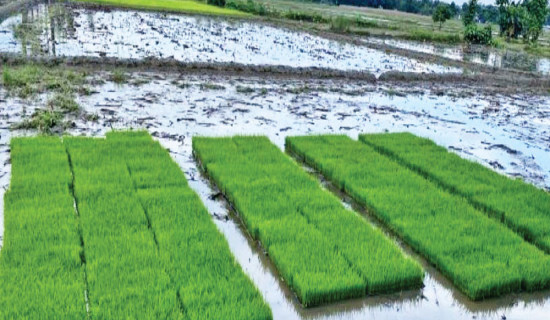 Agro experts suggest avoiding banned seeds