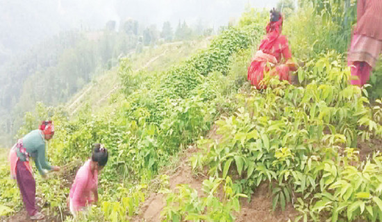 Tikapur Airport to have regular flights after festivals