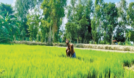 Farmers face fertiliser shortage