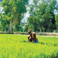 Green poetry festival held