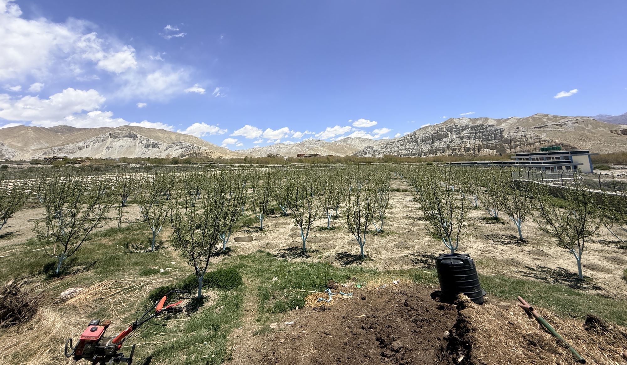 Climate Change: Apple farming climbs to upper Mustang