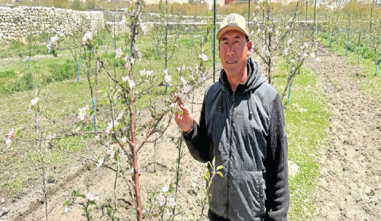 Apple farming thrives in Upper Mustang