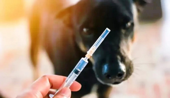 Shortage of anti-rabies vaccine in Sudurpaschim