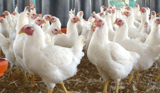 Bird flu detected in Hetauda