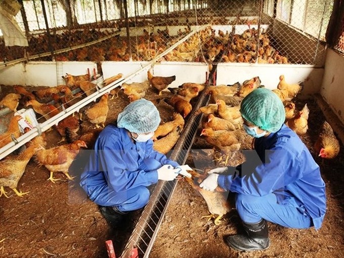 Vietnam reports 1st human case of H5 bird flu in 8 years