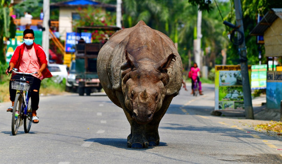Rhino roams around Sauraha, amazes tourists