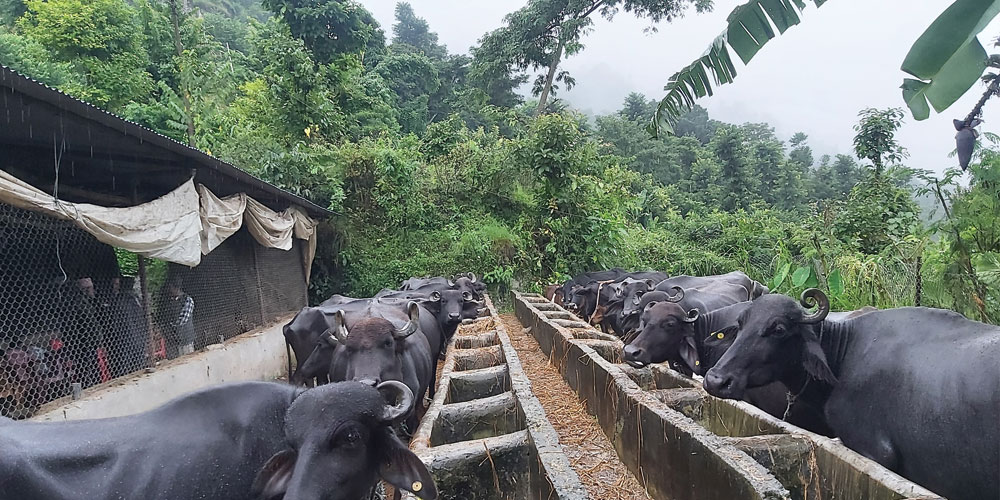 Buffalo farming transforms family’s fortune