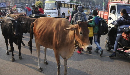 India man jailed for letting cattle roam streets