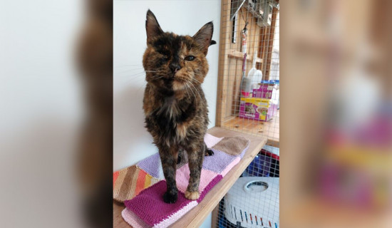 26-year-old Flossie crowned world's oldest living cat