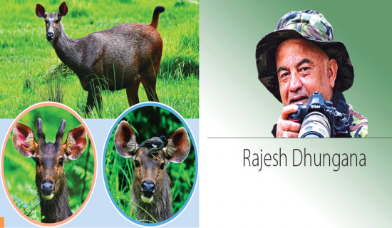 National Parks: Home To Sambar Deer