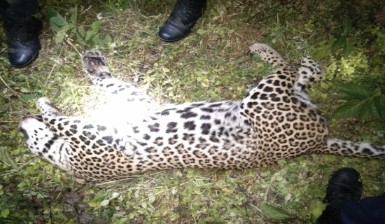 Maneater leopard shot to death