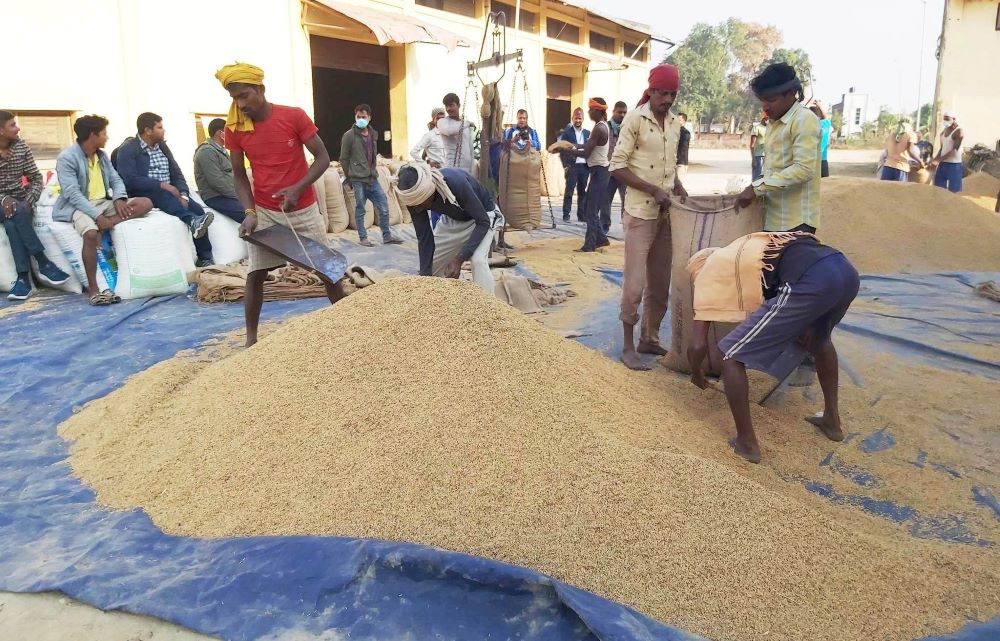 Fmtc Nepalgunj Begins Buying Paddy From Farmers