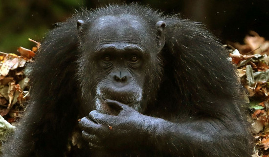 Humans can understand apes’ sign language, new study finds