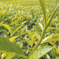 Agriculture loan rises by 20%