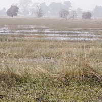 Heavy rains damage Indian crops ahead of harvest, threatening higher food prices