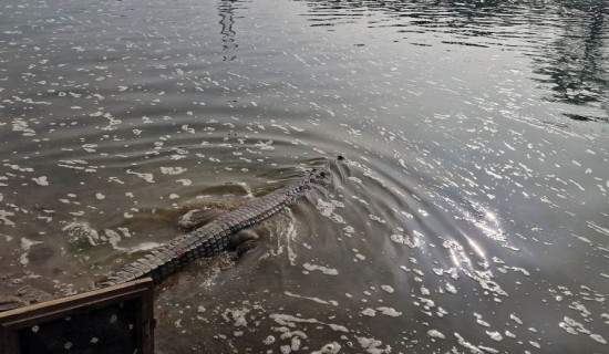 Crocodiles grown in breeding centre released into natural habitat