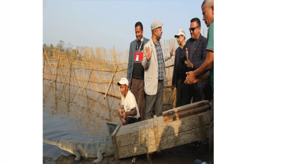 On Wetland Day, 10 gharials released into Rapti River