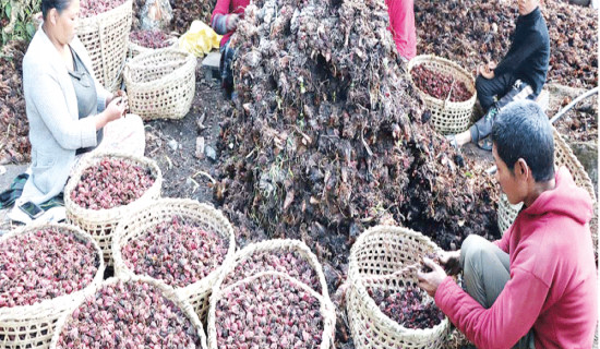 About 20 tonnes of cardamom  produced in Parbat, but not sold