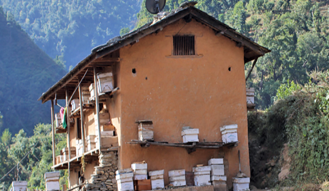Honey production  decreases in Jajarkot