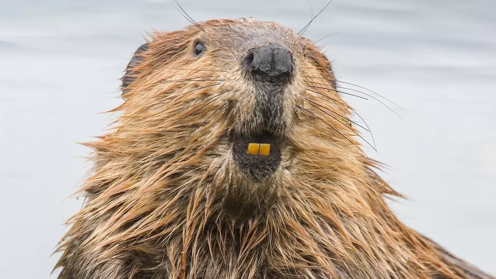How Beavers Are Reviving Wetlands How Beavers Are Reviving Wetlands