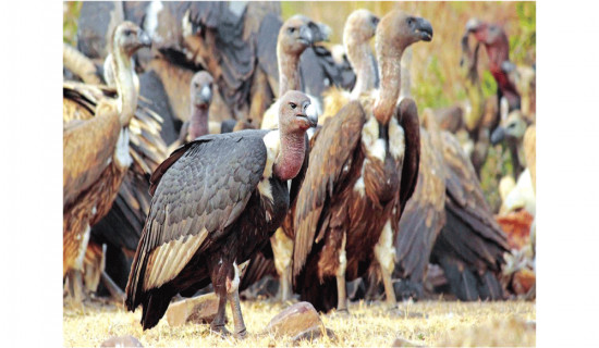 Vulture number soars after feeding scheme