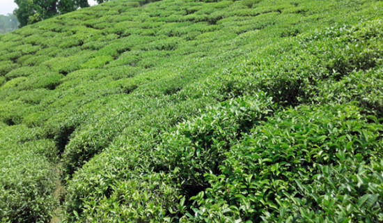 Tea producers demand chemical fertilizers