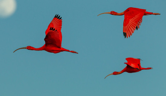 Some of the most beautiful bird photos you'll ever see