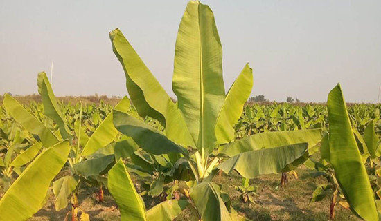 Farmers attracted towards banana cultivation
