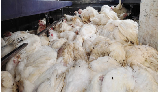 Illegal chickens recovered in search operation in Banke