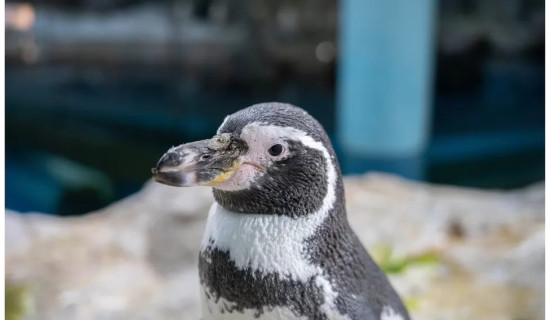 The penguins given world-first cataract surgery