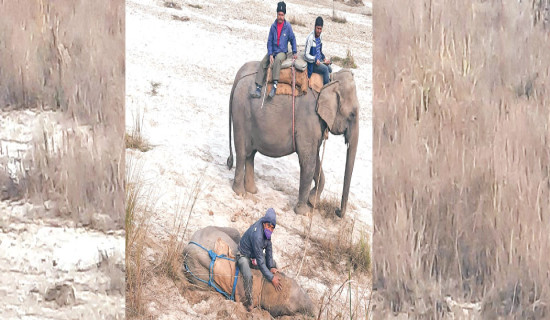 Baby elephants get training in Chitwan