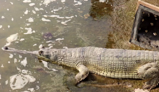 Crocodile Breeding Center releases 150 gharials into Rapti River
