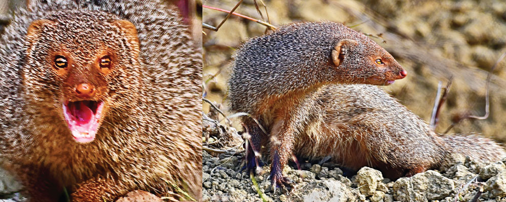 mongoose fighting a snake