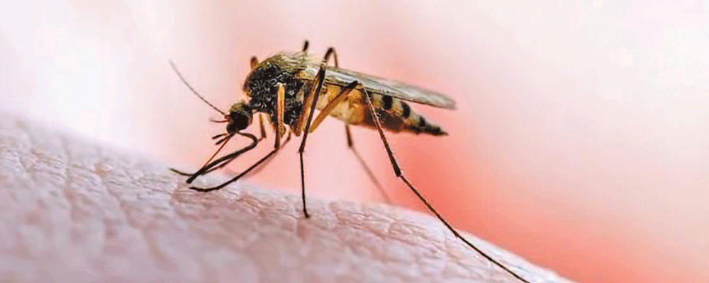 Baitadi at high risk of malaria