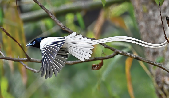 The Asian Paradise Flycatcher
