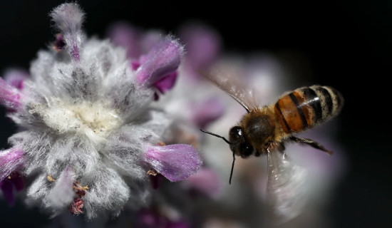 6 surprising things about Bees on World Bee Day