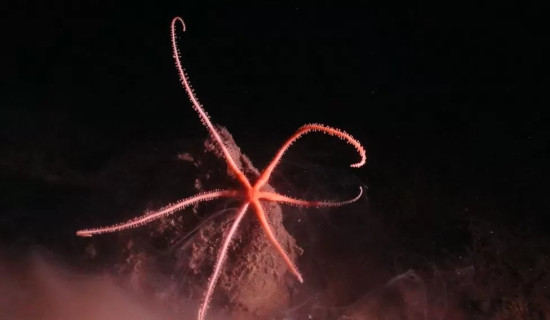 Amazing pictures of new species found in Pacific Ocean
